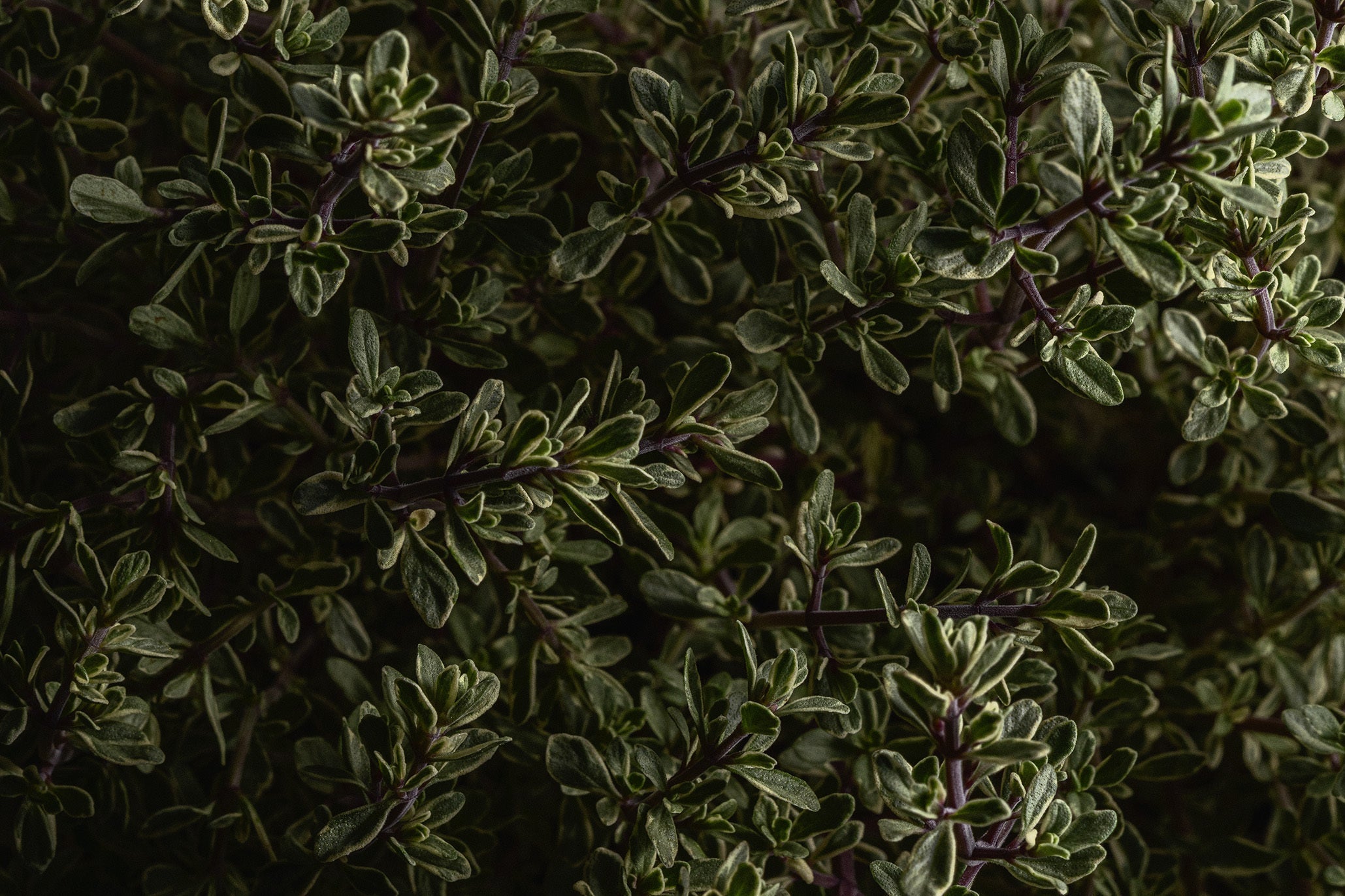 Biodynamic farming: Behind the Tinctures