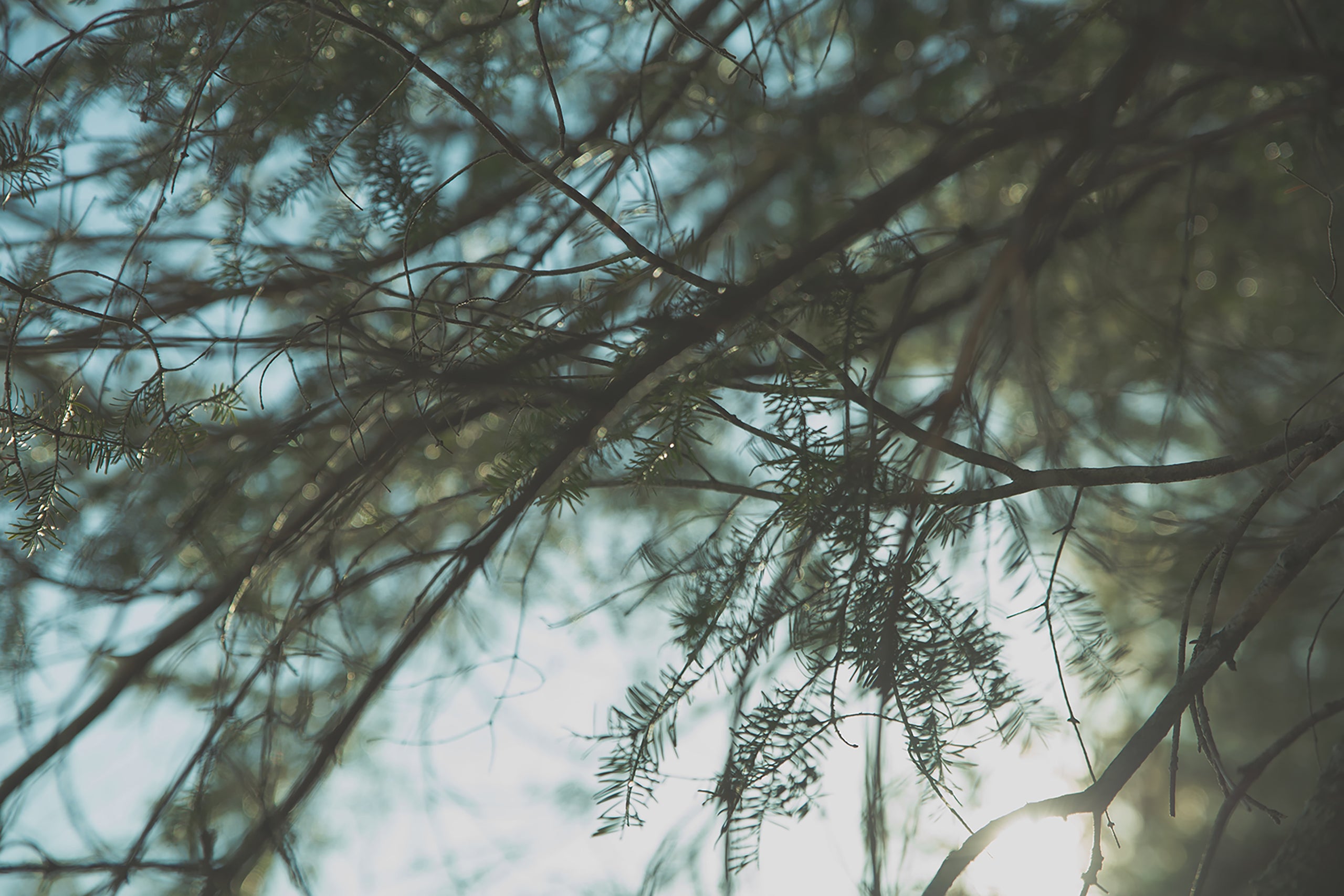 A guide to Forest Bathing, Shinrin-yoku