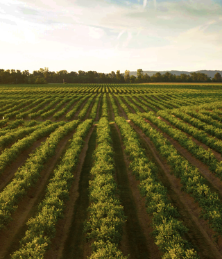 Where Your Food Comes from Matters