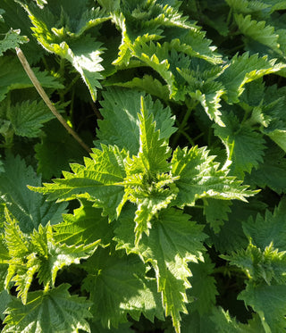 Foraging in Spring