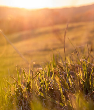 Tackling Hay fever Naturally: Your Guide to Allergy Relief