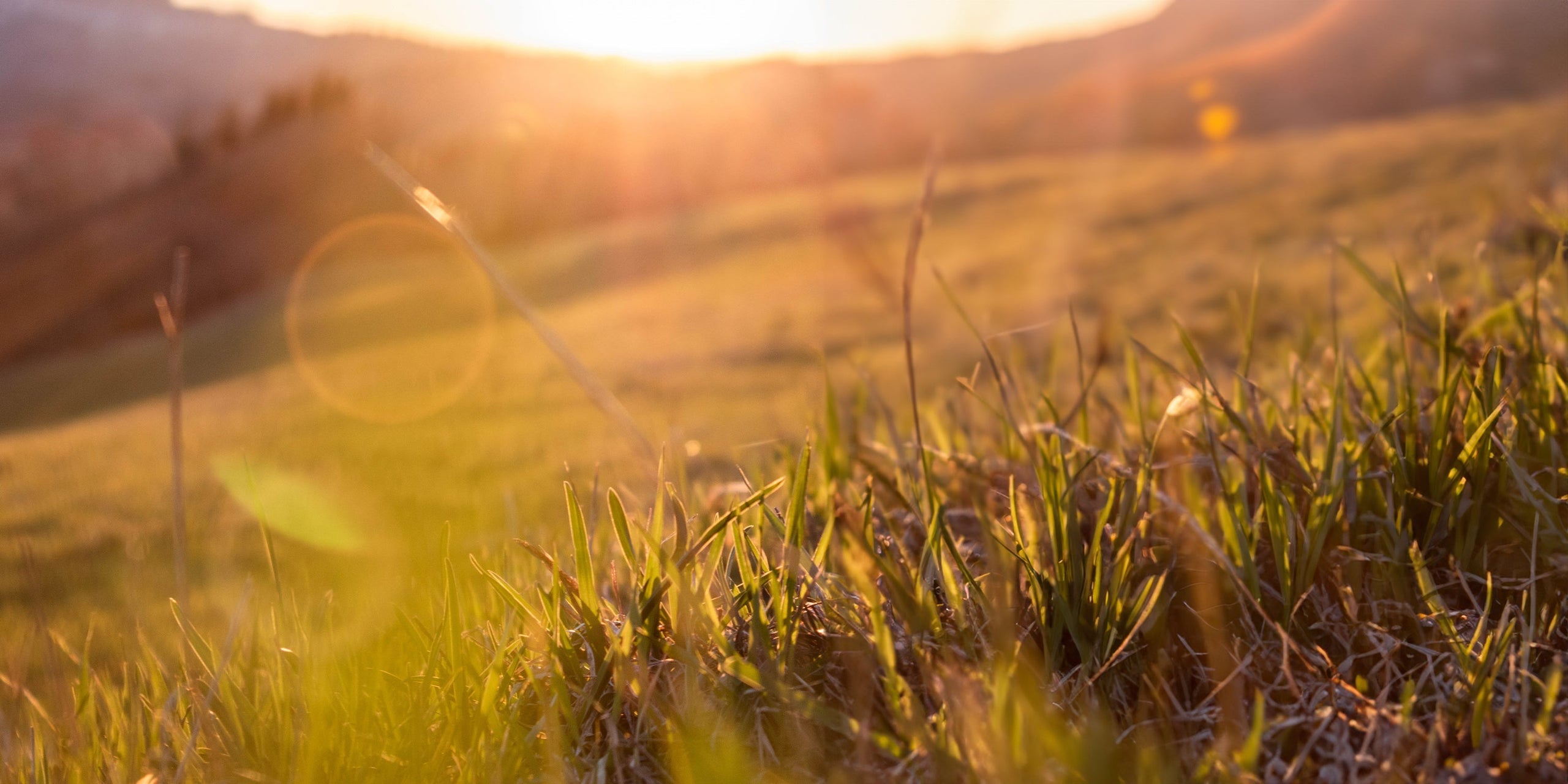Tackling Hay fever Naturally: Your Guide to Allergy Relief