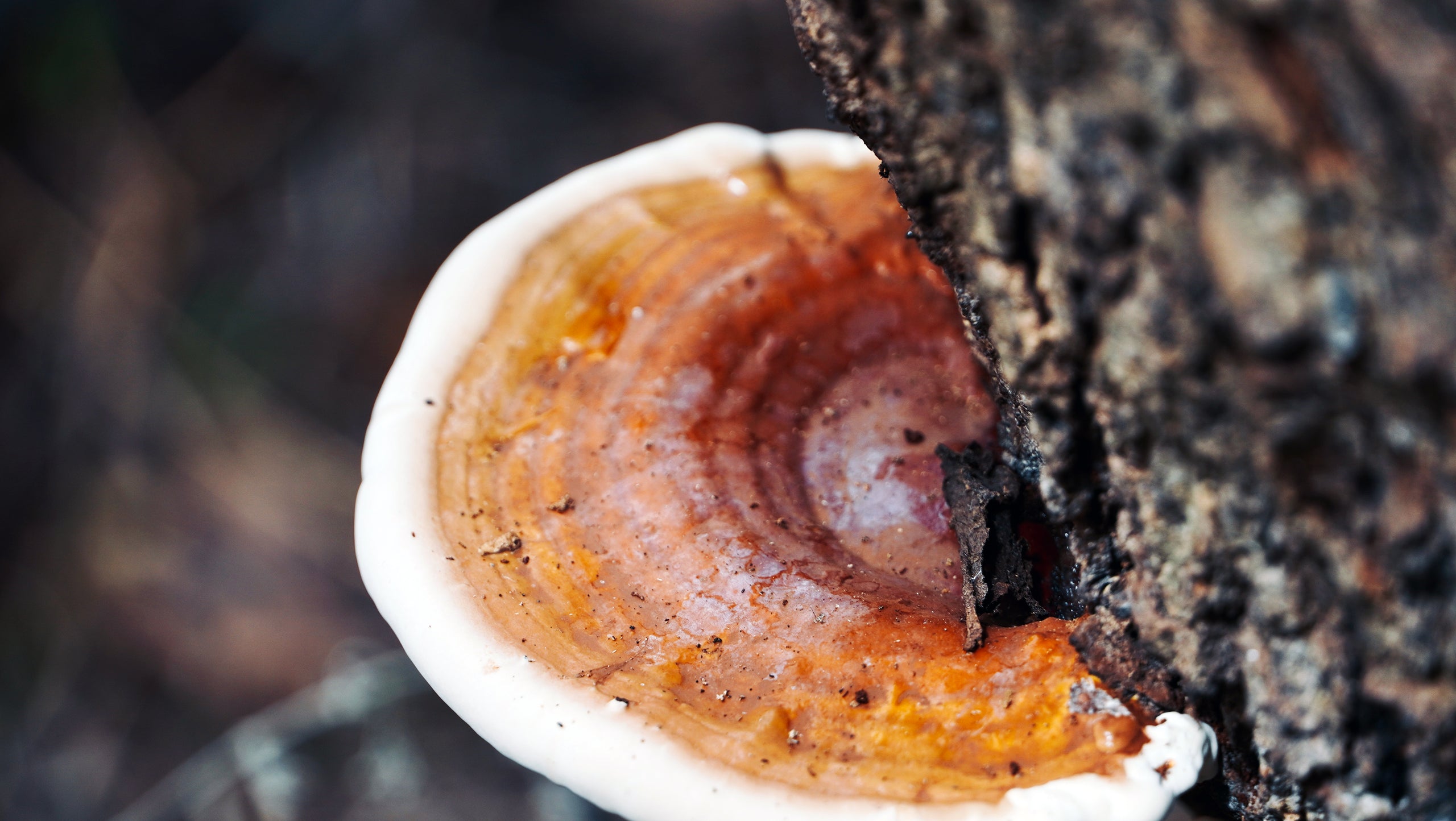 Introduction to the Healing Power of Functional Mushrooms