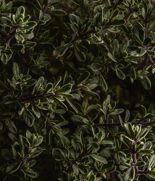 Biodynamic farming: Behind the Tinctures