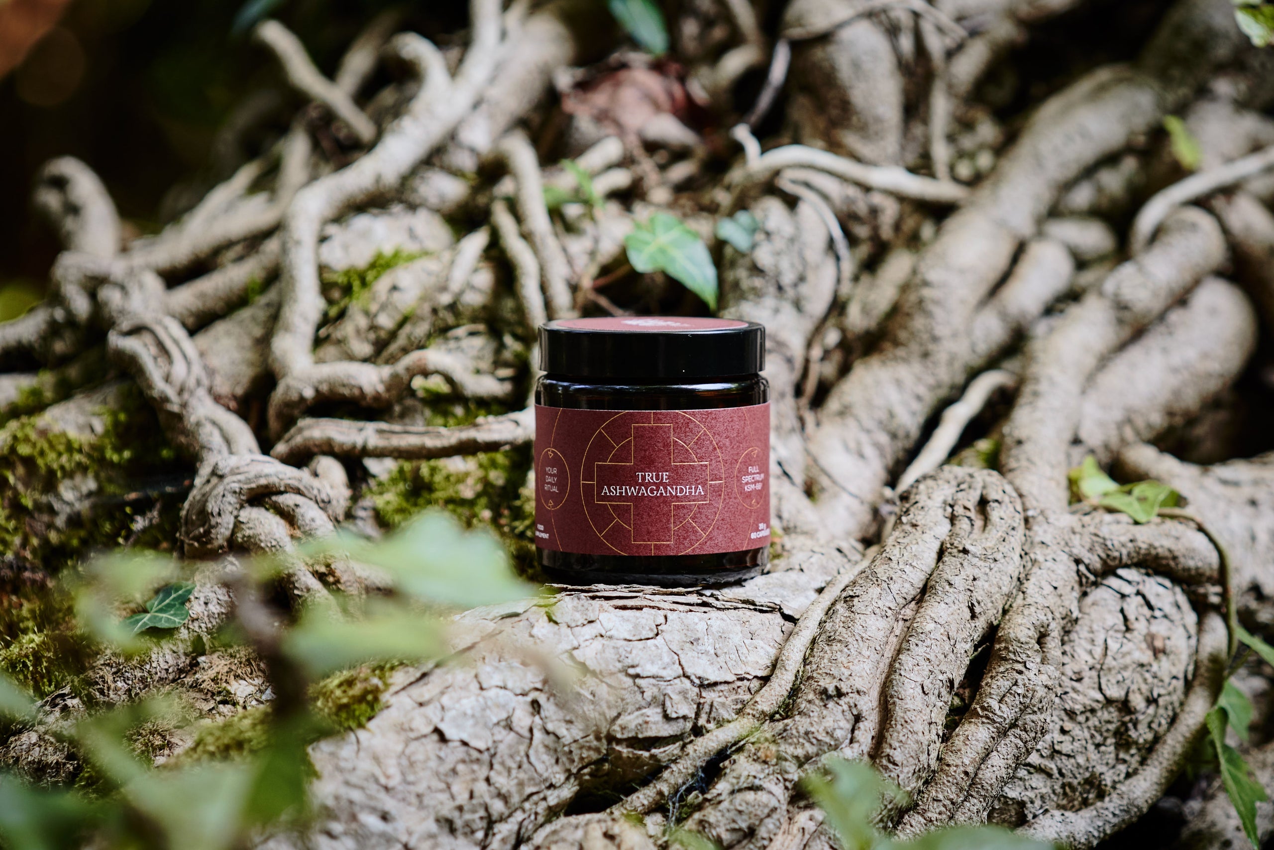 Your guide to ashwagandha