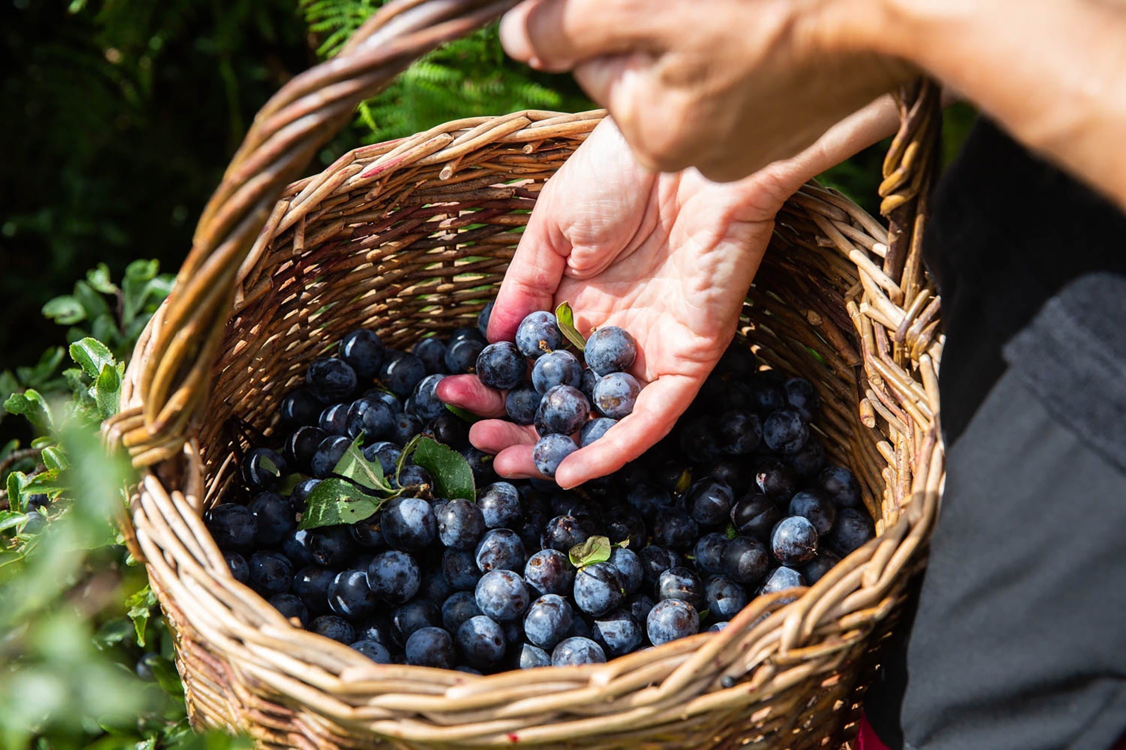 Food Foraging for Nettles