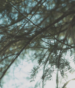 A guide to Forest Bathing, Shinrin-yoku