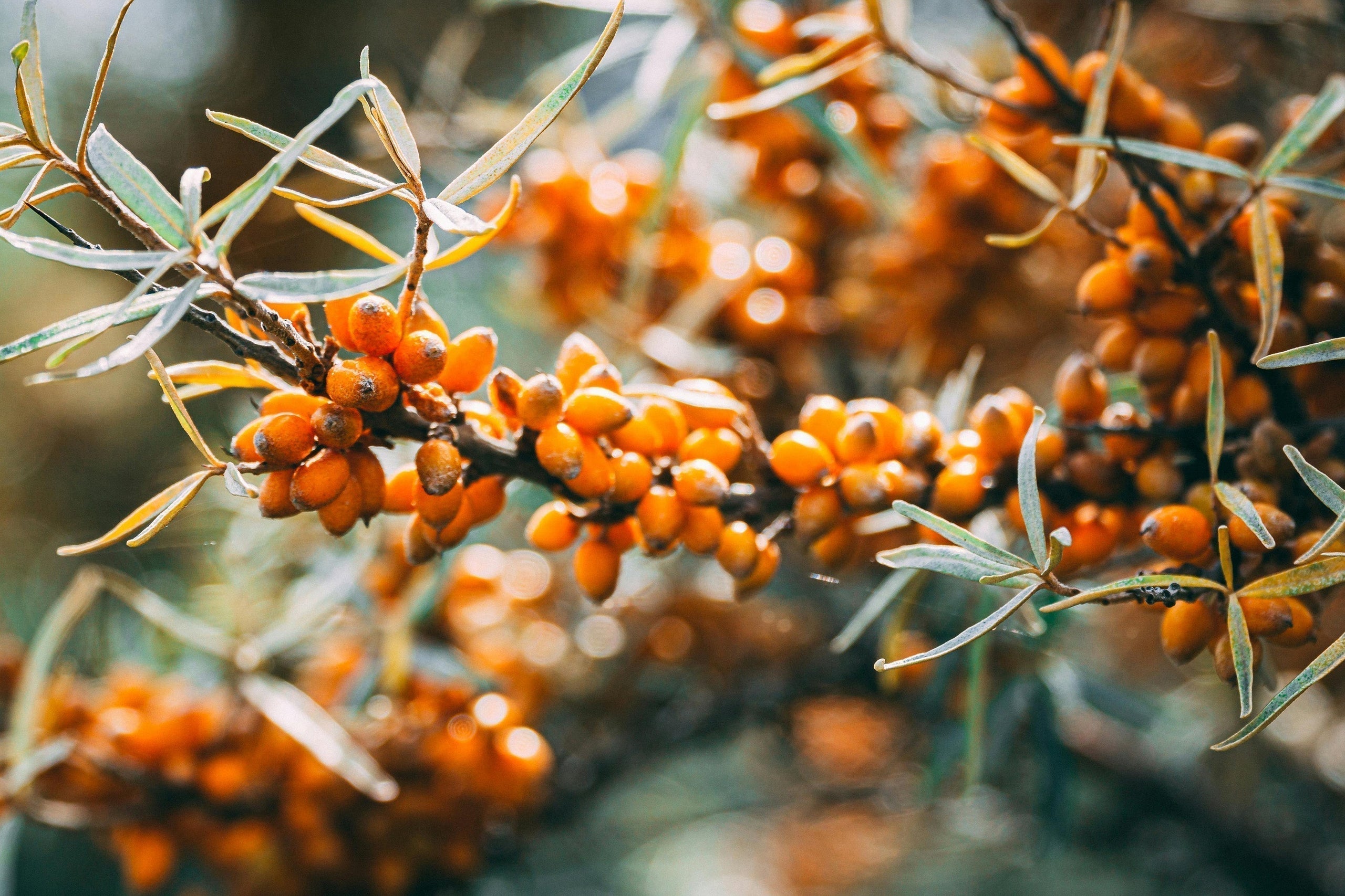 Where do our ingredients come from? Our path to sustainable sourcing