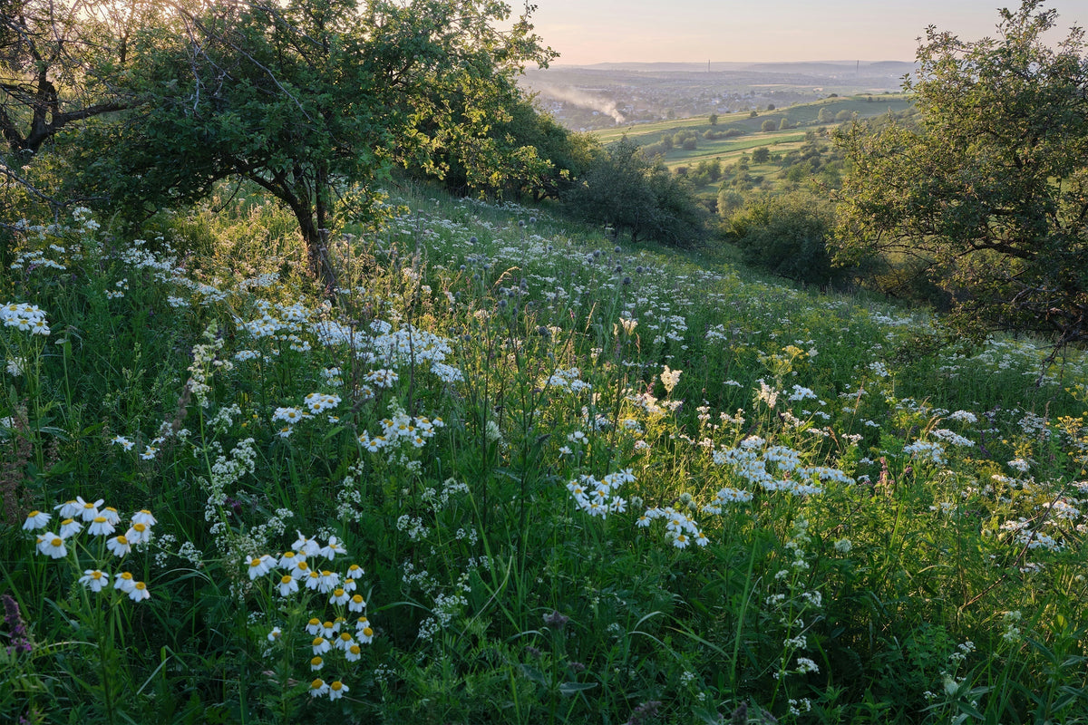 How to support your body in spring: Aligning with the season of renewal