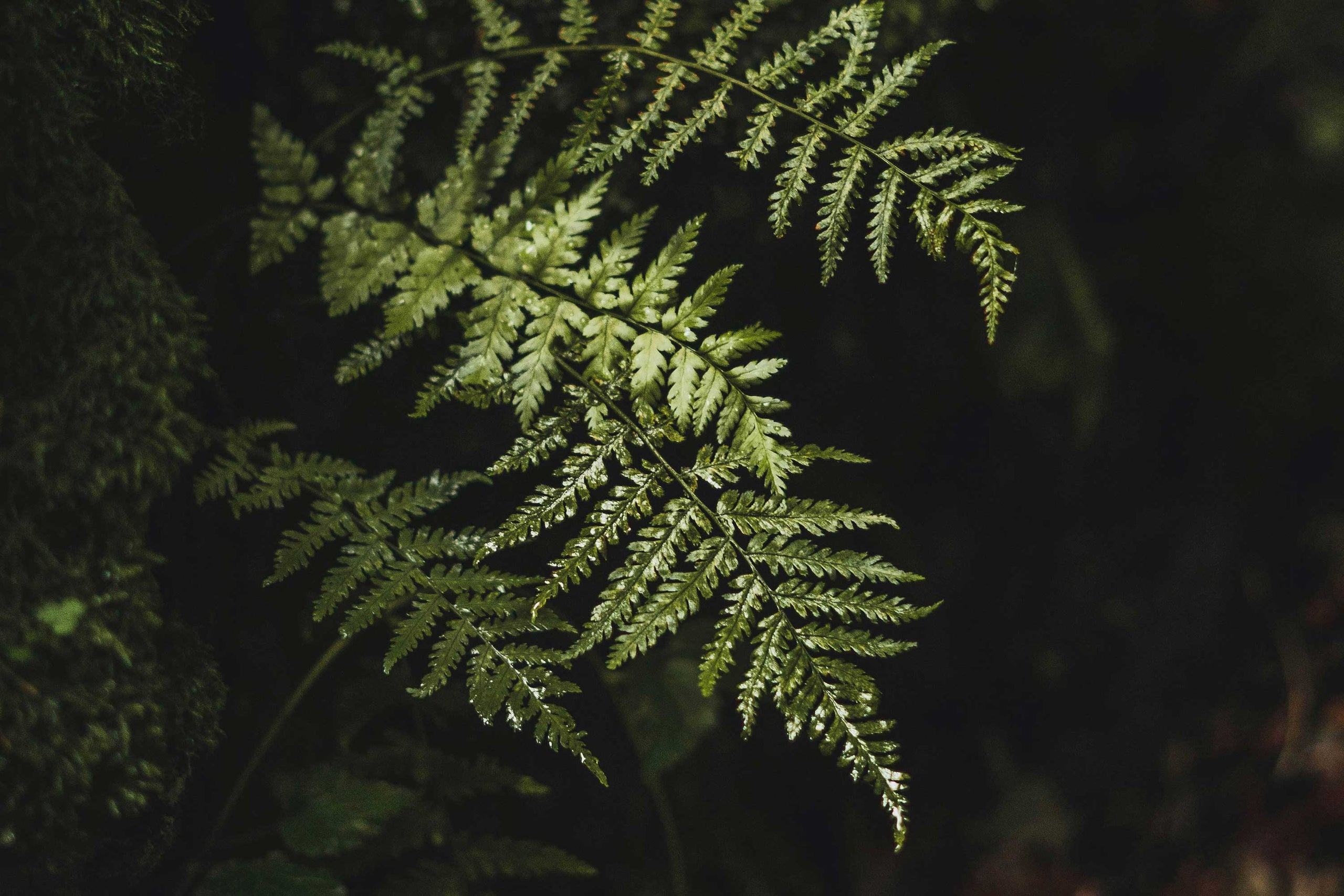 Polypodium leucotomos:  The inside-out ingredient your skin routine will love