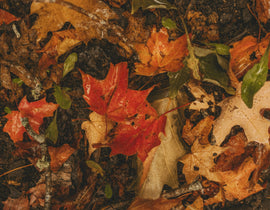 An Immunologist’s guide to supporting autumn-winter immune resilience