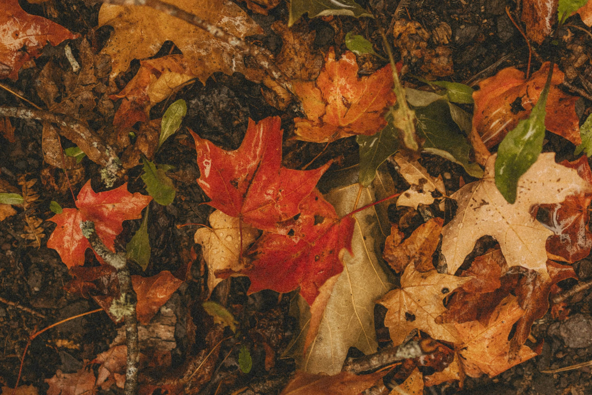 An Immunologist’s guide to supporting autumn-winter immune resilience