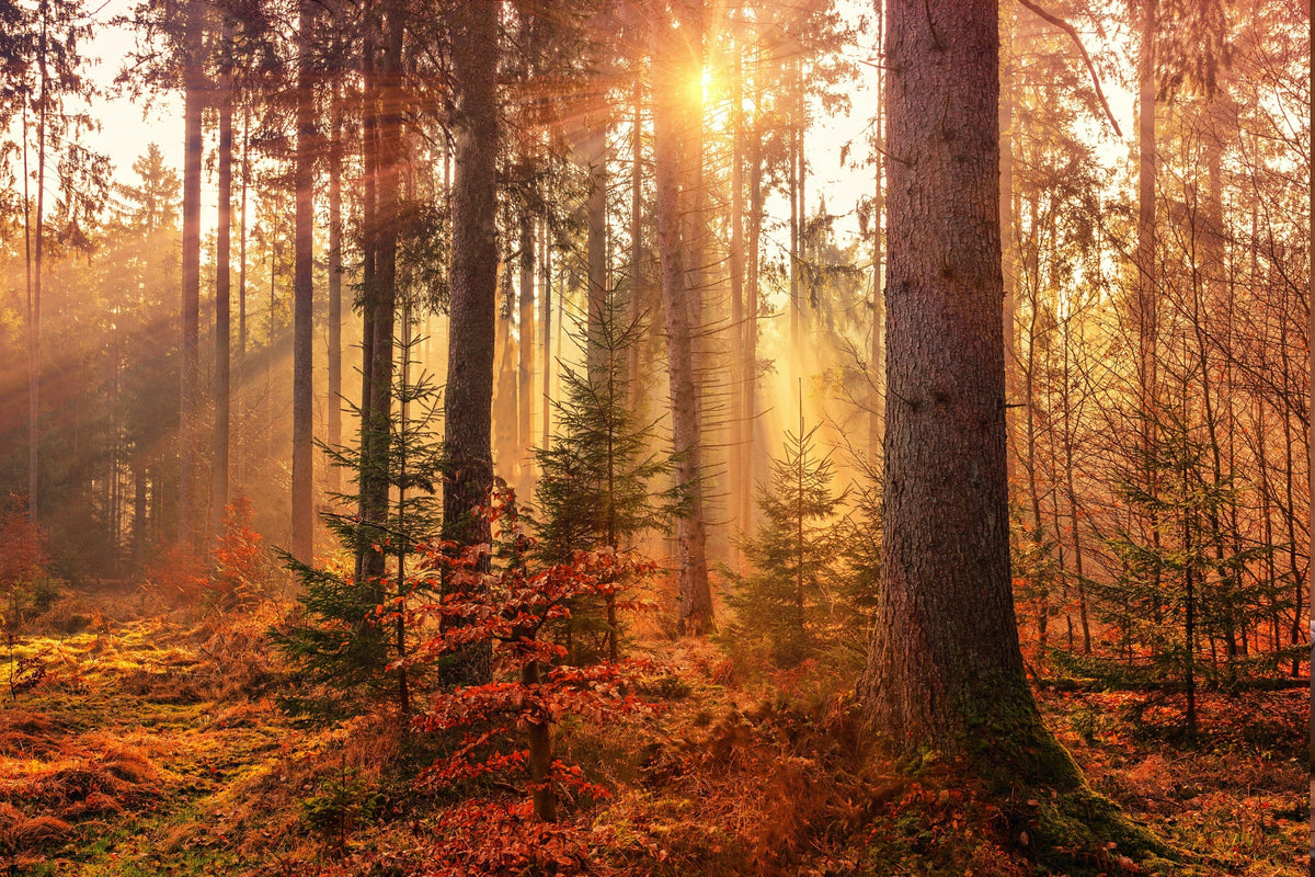 Can You Boost the Immune System? A Nutritionist's Guide to Immune Health