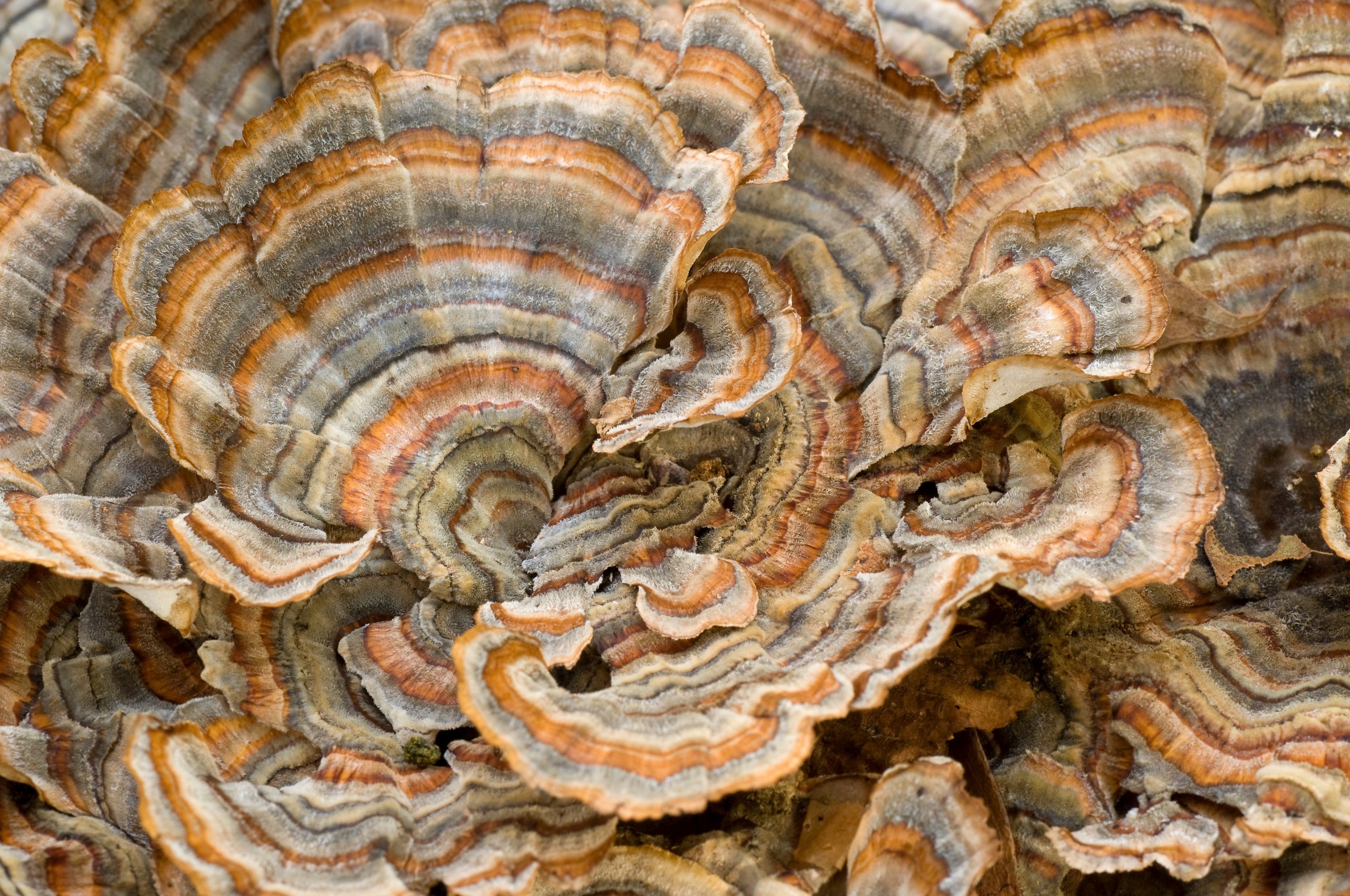 Functional Mushrooms for Children With Recurring Infections