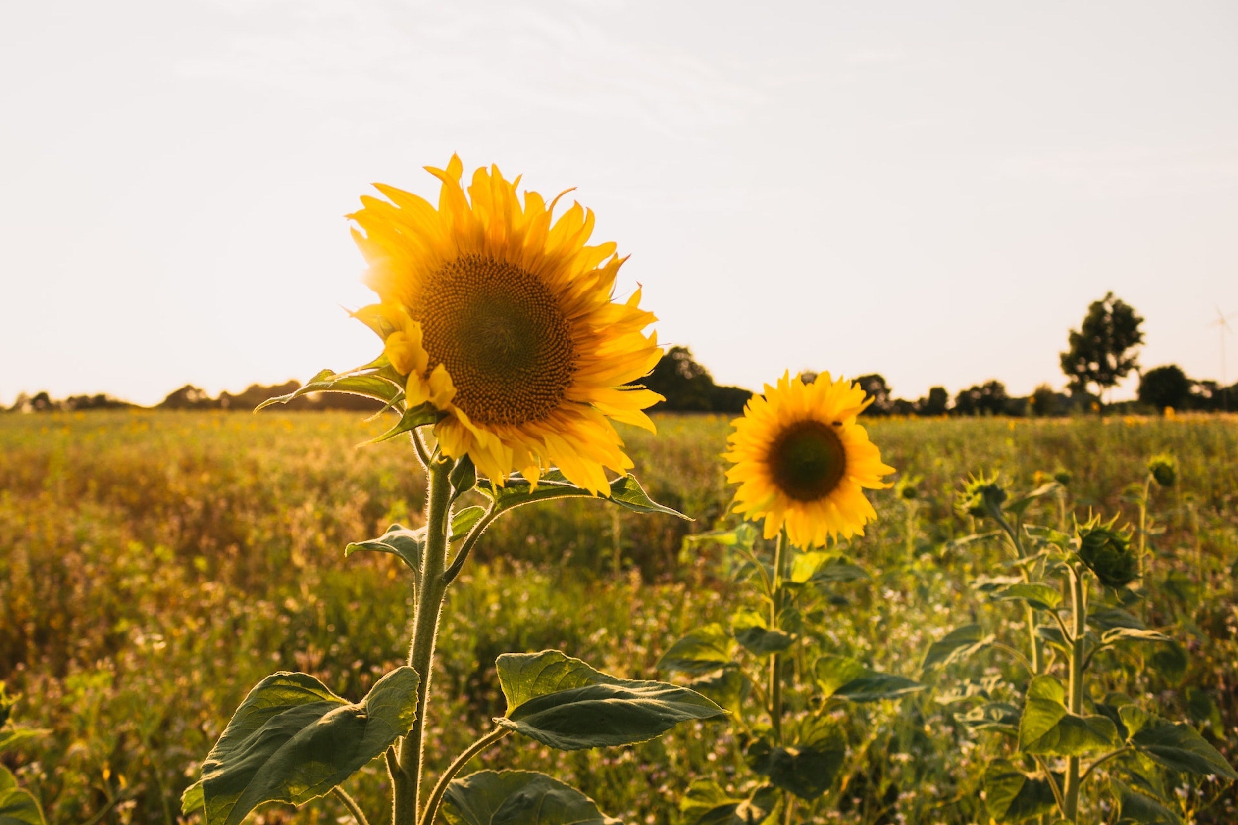 The Sunshine Vitamin
