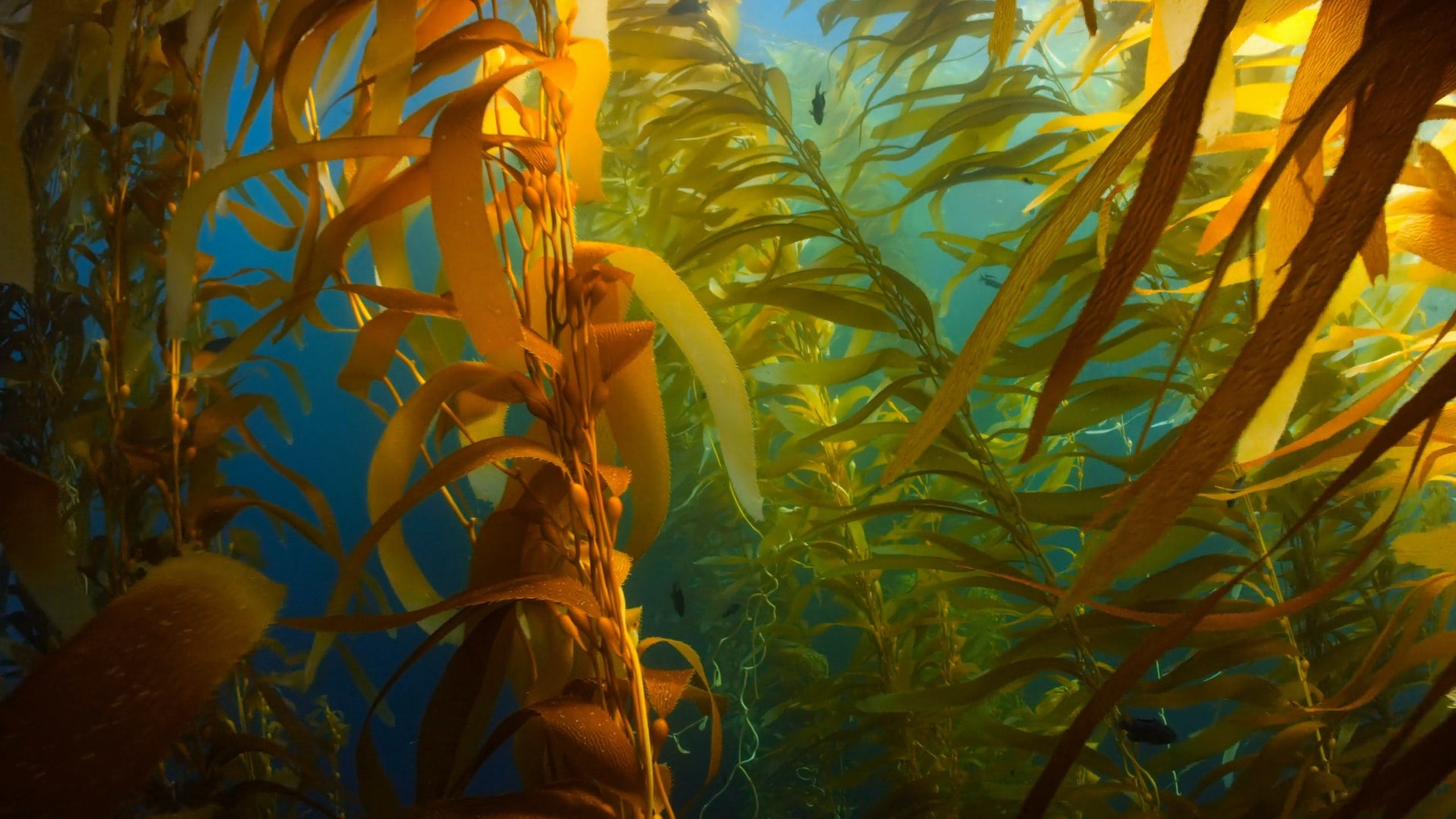 A Beginners Guide to Seaweed Foraging
