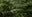 Green ferns