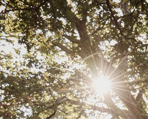 Sunlight shining through green tree leaves, creating a bright starburst effect.